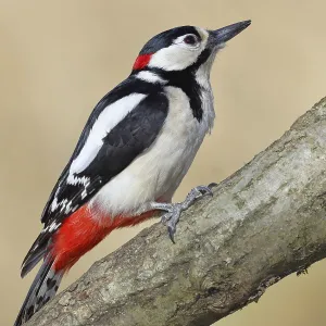 Great spotted woodpecker (Dendrocopos major)