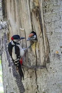 Great spotted woodpecker (Dendrocopos major)