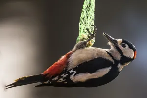 Great Spotted Woodpecker (Dendrocopos major)