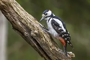 Great Spotted Woodpecker (Dendrocopos major)