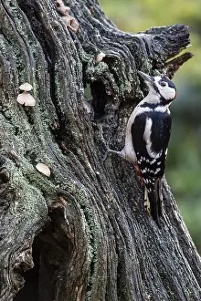 Great Spotted Woodpecker (Dendrocopos major)