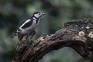 Great Spotted Woodpecker (Dendrocopos major)