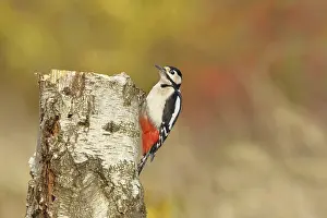 Great spotted woodpecker (Dendrocopos major)