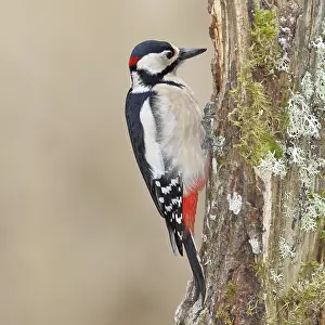 Great spotted woodpecker (Dendrocopos major)