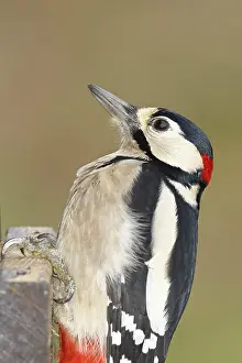 Great spotted woodpecker (Dendrocopos major)