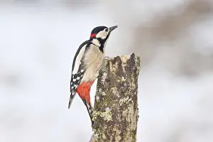 Great spotted woodpecker (Dendrocopos major)