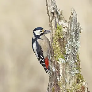 Great spotted woodpecker (Dendrocopos major)