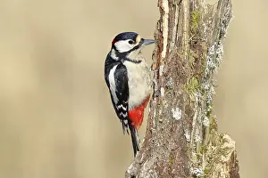 Great spotted woodpecker (Dendrocopos major)