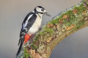 Great spotted woodpecker (Dendrocopos major)