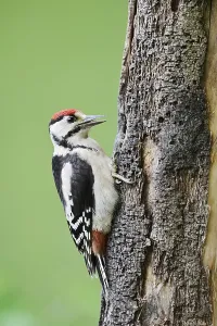 Great spotted woodpecker (Dendrocopos major)