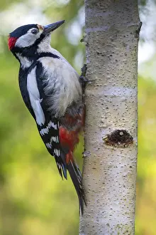 Great spotted woodpecker (Dendrocopos major) on a birch trunk