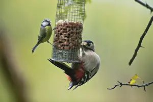 Great spotted woodpecker (Dendrocopos major) and Blue tit (Cyanistes caeruleus)