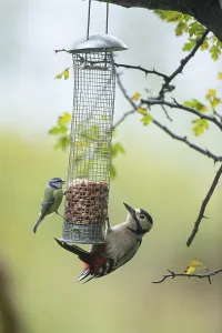Great spotted woodpecker (Dendrocopos major) and Blue tit (Cyanistes caeruleus) adult birds on a bird feeder
