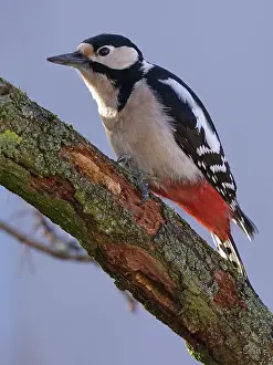Great spotted woodpecker (Dendrocopos major) on a branch