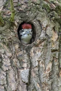Great Spotted Woodpecker (Dendrocopos major) juvenile peering out from nest hole in tree