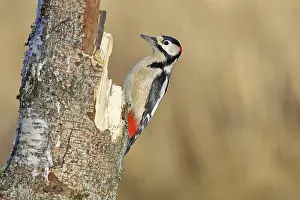 Great spotted woodpecker (Dendrocopos major) male sitting on a birch trunk