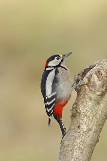 Great spotted woodpecker (Dendrocopos major) male sitting at a water pot in a tree trunk to search for food