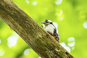Great spotted woodpecker (Dendrocopos major) sitting on a branch