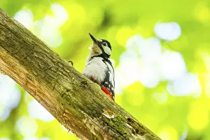 Great spotted woodpecker (Dendrocopos major) sitting on a branch