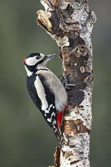 Great spotted woodpecker (Dendrocopos major) sitting on a dead birch trunk