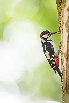 Great spotted woodpecker (Dendrocopos major) sitting vertically on a tree trunk and feeding its young bird