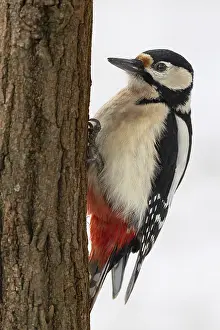 Great spotted woodpecker (Dendrocopos major) in front of a snow-white background