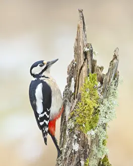 Great spotted woodpecker (Dendrocopus major)