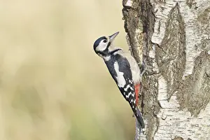 Great spotted woodpecker (Dendrocopus major)