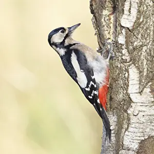 Great spotted woodpecker (Dendrocopus major)