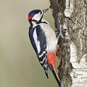 Great spotted woodpecker (Dendrocopus major)