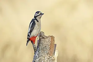 Great spotted woodpecker (Dendrocopus major)