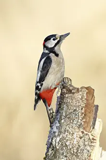 Great spotted woodpecker (Dendrocopus major)
