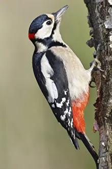 Great spotted woodpecker (Dendrocopus major)