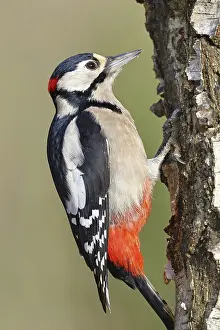 Great spotted woodpecker (Dendrocopus major)