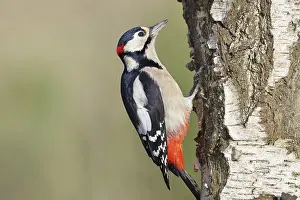 Great spotted woodpecker (Dendrocopus major)
