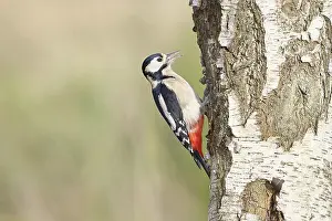 Great spotted woodpecker (Dendrocopus major)
