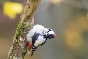 Great spotted woodpecker (Dendrocopus major) male