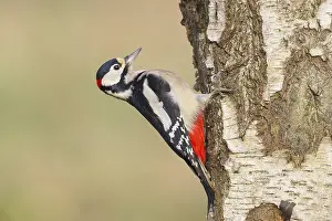 Great spotted woodpecker (Dendrocopus major) male on a birch tree