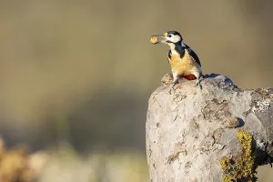Great spotted woodpecker (Dendrocopus major) ml Germany