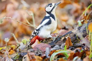 Great spotted woodpecker (Dendrocopus major) ml Germany
