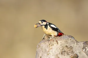 Great spotted woodpecker (Dendrocopus major) ml Germany