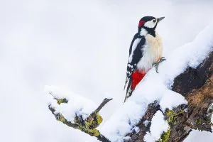 Great spotted woodpecker (Dendrocopus major) ml Germany