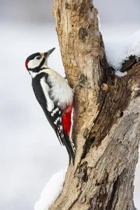 Great spotted woodpecker (Dendrocopus major) ml Germany