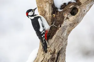 Great spotted woodpecker (Dendrocopus major) ml Germany