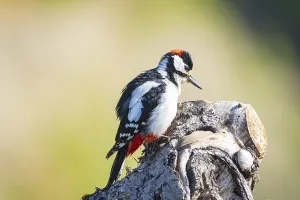 Great spotted woodpecker (Dendrocopus major) ml Germany