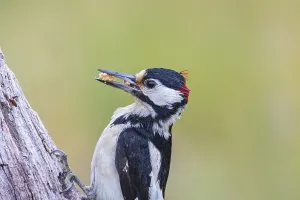 Great spotted woodpecker (Dendrocopus major) ml Germany