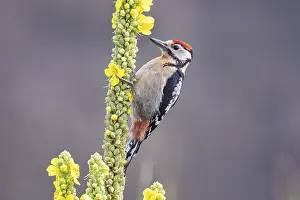 Great spotted woodpecker (Dendrocopus major) young bird Germany