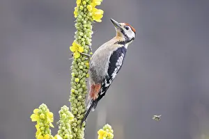 Category Wildlife DE Prints: Great spotted woodpecker (Dendrocopus major) young bird Germany