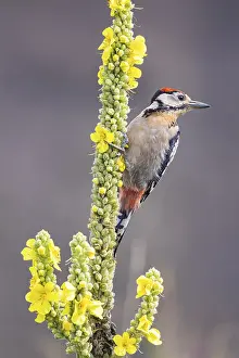 Category Wildlife DE Prints: Great spotted woodpecker (Dendrocopus major) young bird Germany