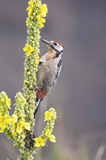 Category Wildlife DE Prints: Great spotted woodpecker (Dendrocopus major) young bird Germany